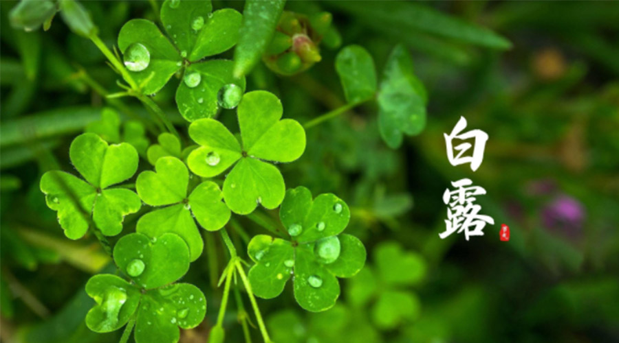 白露時(shí)節(jié)！ 金環(huán)電器提醒大家要注意這些事項(xiàng)